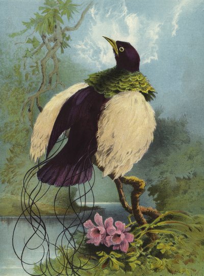 Plume Bird by Hector Giacomelli